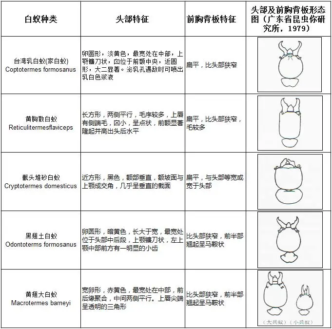 五种常见白蚁种类兵蚁的形态区别